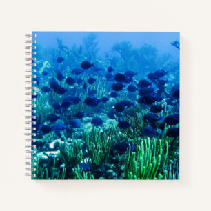 Schwarm blauer Diskusfische Unterwasserfoto Notizblock