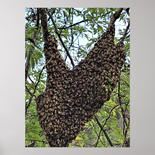 Schwarm der Bienen Poster (Vorne)