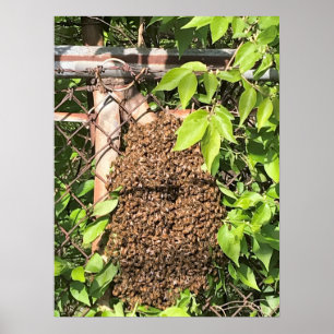 Schwarm der Bienen Poster