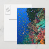Schwarm-Feenglanzbarsche (Pseudanthias Postkarte (Vorne/Hinten)