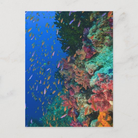 Schwarm-Feenglanzbarsche (Pseudanthias Postkarte (Vorderseite)