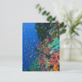 Schwarm-Feenglanzbarsche (Pseudanthias Postkarte (Stehend Vorderseite)