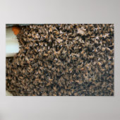 Schwarm Poster (Vorne)