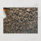Schwarm Postkarte (Vorderseite)