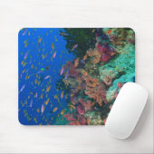 Schwarm-Schmetterlingsbärtlinge (Pseudanthias Mousepad (Mit Mouse)