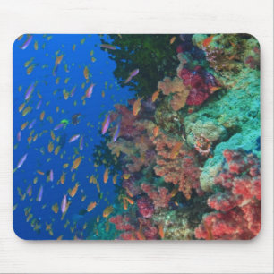 Schwarm-Schmetterlingsbärtlinge (Pseudanthias Mousepad