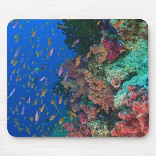 Schwarm-Schmetterlingsbärtlinge (Pseudanthias Mousepad (Vorne)