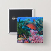 Schwarm von Feen-Schwarzwimpel (Pseudanthias Button (Vorne & Hinten)