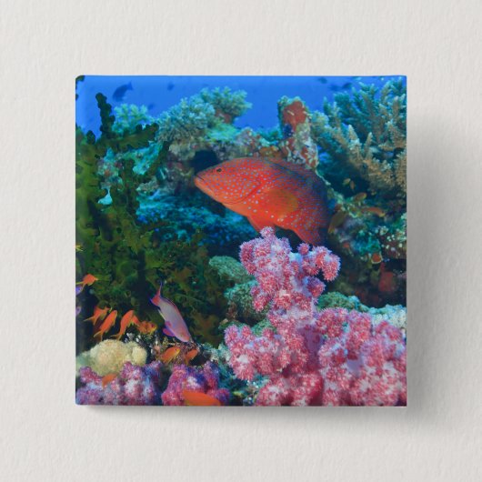 Schwarm von Feen-Schwarzwimpel (Pseudanthias Button (Vorderseite)