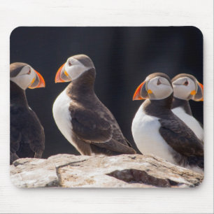 Schwarm von Papageientauchern Mousepad