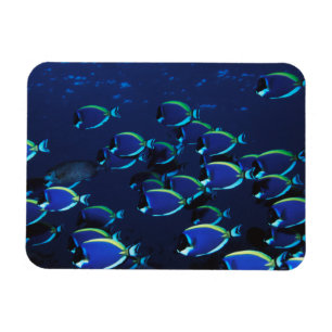 Schwarmbildung beim Segelflossendoktorfisch Magnet