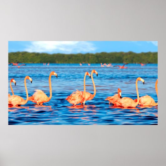 Schwärme von schönen rosa Flamingos im Celestun Poster (Vorne)