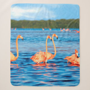Schwärme von schönen rosa Flamingos im Celestun Sherpadecke