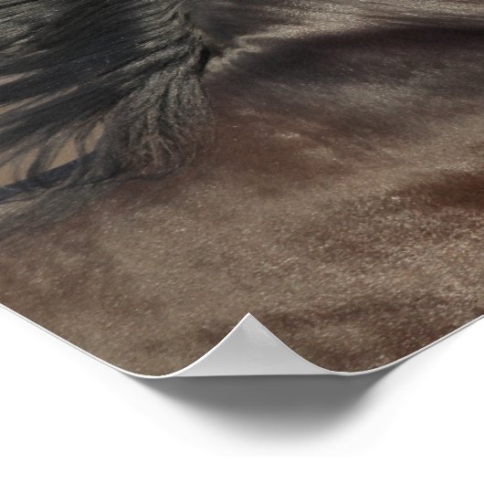 Schwarz-Andalusischer Headshot Mane Flows Poster (Ecke)