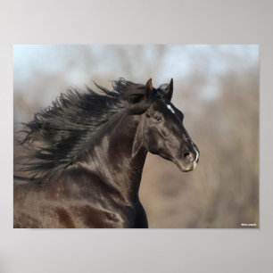 Schwarz-Andalusischer Headshot Mane Flows Poster