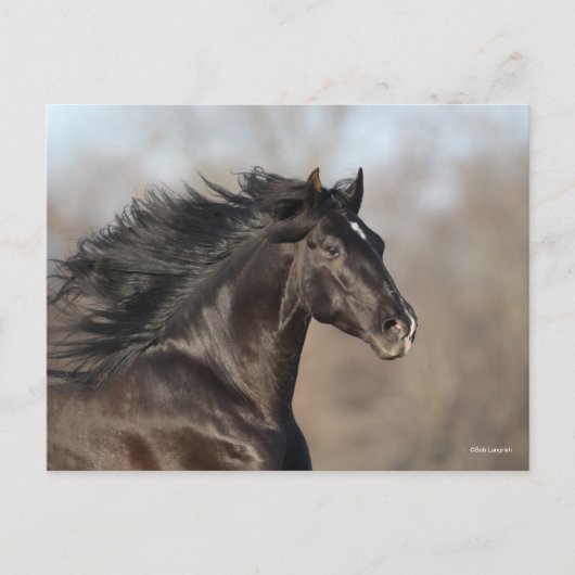 Schwarz-Andalusischer Headshot Mane Flows Postkarte (Vorderseite)