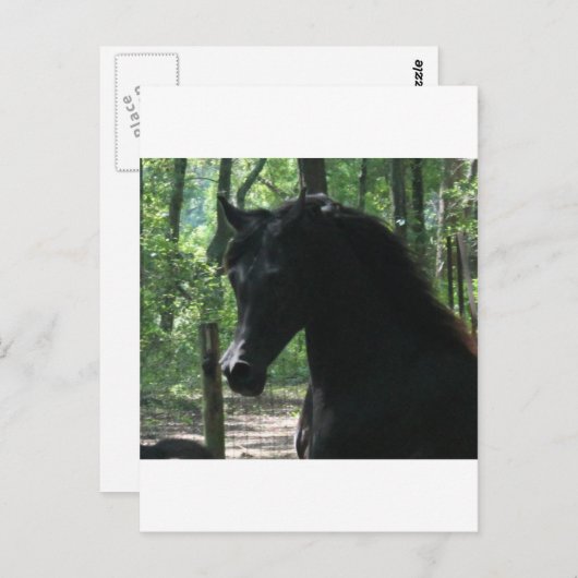 Schwarz-Arabian-Mare im Wald Postkarte (Vorne/Hinten)