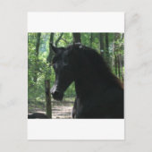 Schwarz-Arabian-Mare im Wald Postkarte (Vorderseite)