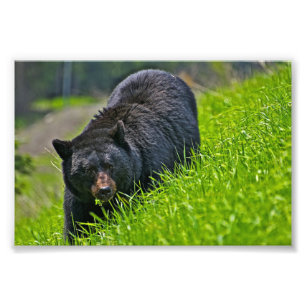 Schwarz-Bär-Fotoabzug Fotodruck
