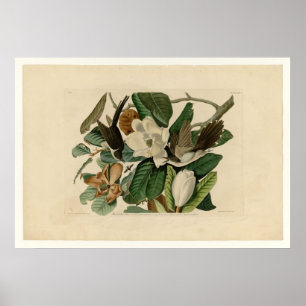 Schwarz-berechneter Kuckuck Poster