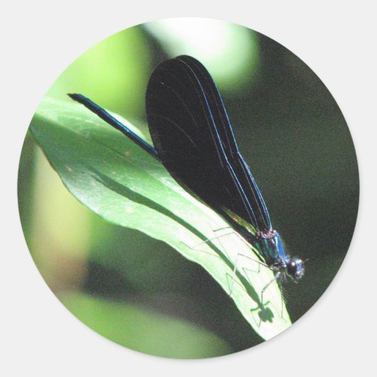 Schwarz-Blau-Damselfly-Aufkleber Runder Aufkleber (Vorderseite)