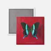 Schwarz-Blau-Schmetterling Magnet (Vorderseite/Rückseite)