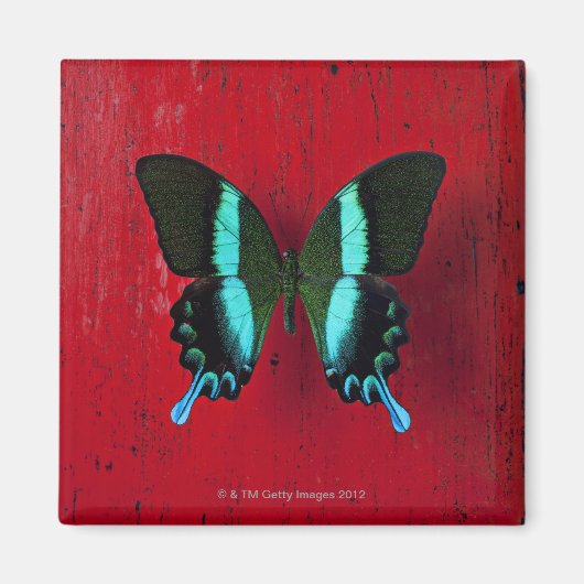Schwarz-Blau-Schmetterling Magnet (Vorne)