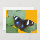 Schwarz, Blau Weiß Gepunktet Butterfly DIKT Postka Postkarte (Vorne/Hinten)