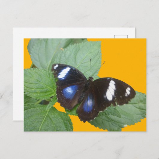 Schwarz, Blau Weiß Gepunktet Butterfly DIKT Postka Postkarte (Vorne/Hinten)