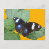 Schwarz, Blau Weiß Gepunktet Butterfly DIKT Postka Postkarte (Vorderseite)