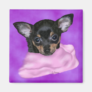Schwarz-brauner Chihuahua-Welpe Magnet