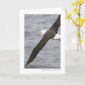 Schwarz-browed Albatros im Drake-Durchgang Karte (Gelbe Blume)