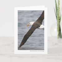 Schwarz-browed Albatros im Drake-Durchgang