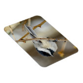 Schwarz-Chickademagnet Magnet (Rechte Seite)