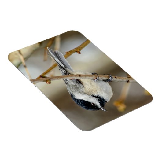 Schwarz-Chickademagnet Magnet (Rechte Seite)