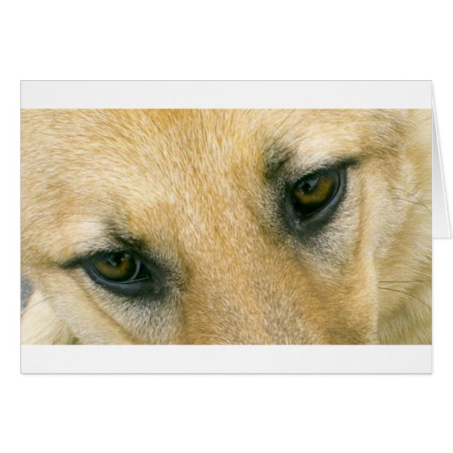 Schwarz-Creme-Augen (Vorderseite (Horizontal))