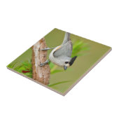 Schwarz-Crested-Titmouse Fliese (Seite)