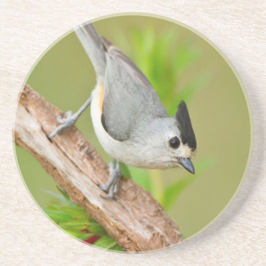 Schwarz-Crested-Titmouse Getränkeuntersetzer (Vorne)