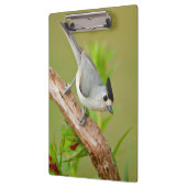 Schwarz-Crested-Titmouse Klemmbrett (Links)