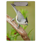 Schwarz-Crested-Titmouse Klemmbrett (Vorderseite)