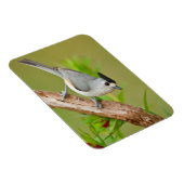 Schwarz-Crested-Titmouse Magnet (Rechte Seite)