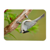 Schwarz-Crested-Titmouse Magnet (Horizontal)