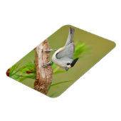 Schwarz-Crested-Titmouse Magnet (Linke Seite)