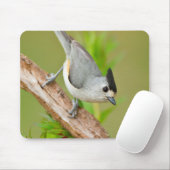 Schwarz-Crested-Titmouse Mousepad (Mit Mouse)