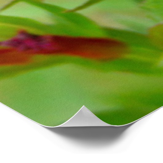 Schwarz-Crested-Titmouse Poster (Ecke)