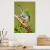 Schwarz-Crested-Titmouse Poster (Küche)