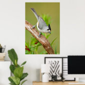Schwarz-Crested-Titmouse Poster (Heimbüro)