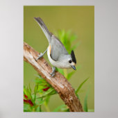 Schwarz-Crested-Titmouse Poster (Vorne)