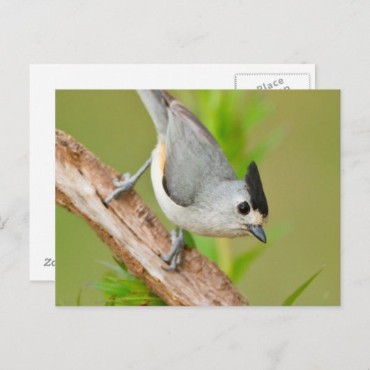 Schwarz-Crested-Titmouse Postkarte (Vorne/Hinten)