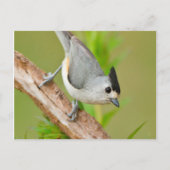 Schwarz-Crested-Titmouse Postkarte (Vorderseite)